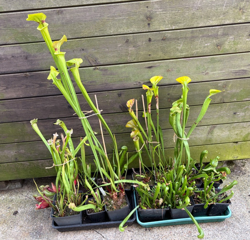 Sarracenia and darlingtonia - sarracenia,