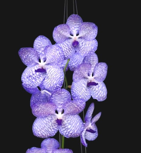 Vanda coerulea blue flowers x - vanda,