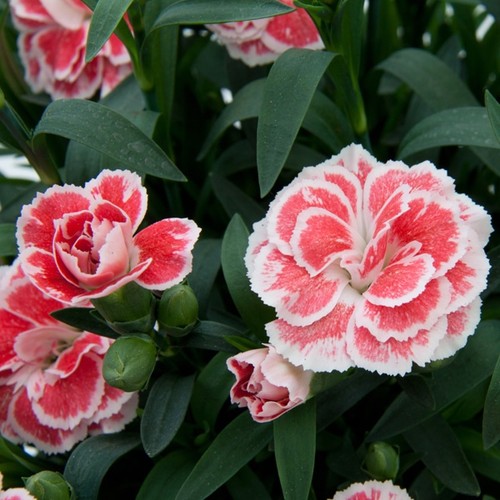 Dianthus oscar white and - 2, 'white