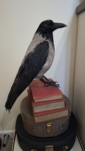 Vintage taxidermy large hooded - taxidermy,