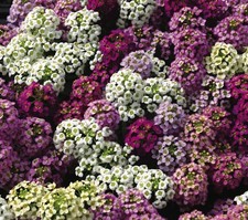Lobularia maritima Mix Sweet
