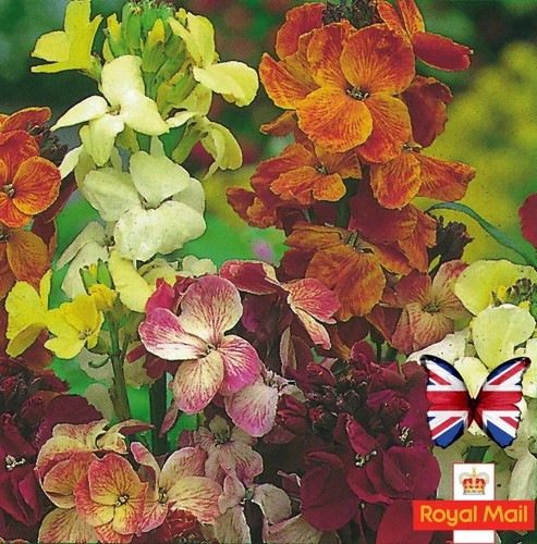 English wallflowers 100 seeds - wallflowers,
