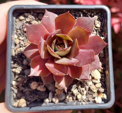 Sempervivum othello 2 - ,