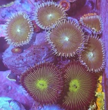 WYSIWYG Zoa Zoanthids Soft Marine Reef Coral Frag Corals Frags  Zoas 