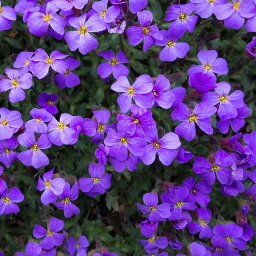 Aubrieta rock cress blue - aubrieta,