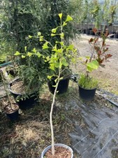 Ginkgo biloba - Maidenhair Tree - Ancient Japanese Tree 40/60cm (2L)