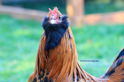 Gold owlbeard fertile - gold,