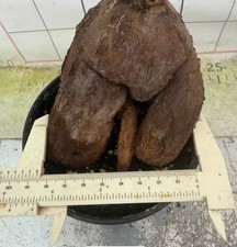 Cyphostemma spNgare Mara Own Root Boutique Garden