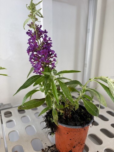 Purple buddleia butterfly - purple,