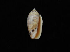 Sea shell Oliva mantichora 30mm ID#6350