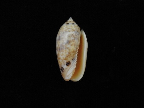 Sea shell oliva mantichora - oliva,