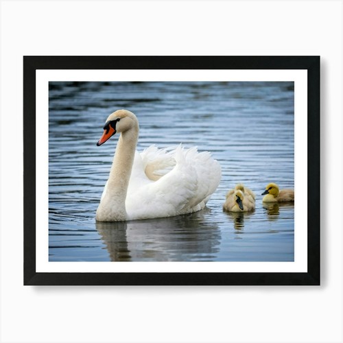 Swan with distinctive beak - swan,