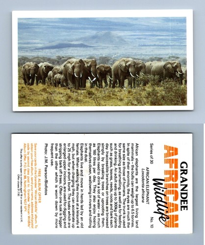 African elephant grandee - african, #10