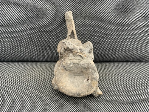 Fossil plesiosaur vertebra - plesiosaur,