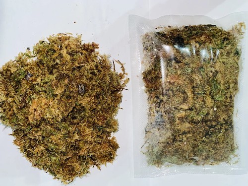 Sphagnum moss - sphagnum,