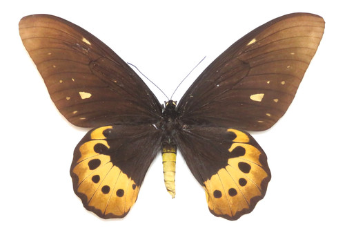 Ornithoptera goliath supremus