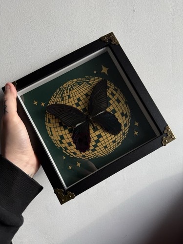 Framed taxidermy butterfly - taxidermy,