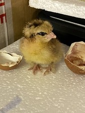 ✅Sexing Indicator Magnet for Birds Works Every time On All fertile Eggs & Chick