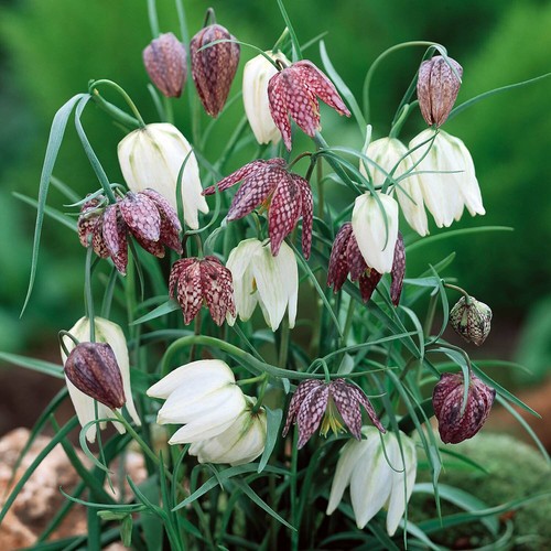 Fritillaria meleagris - 12,