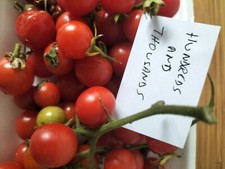 Tomato Hundreds And Thousands 25 Seeds - buy One Get One Free