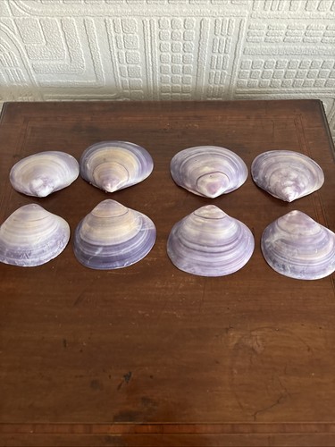 Unusual purple clam shells - purple,