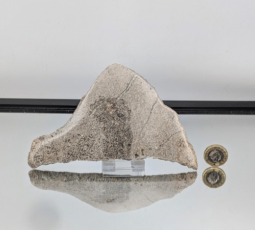 Large dinosaur bone fossil - dinosaur,