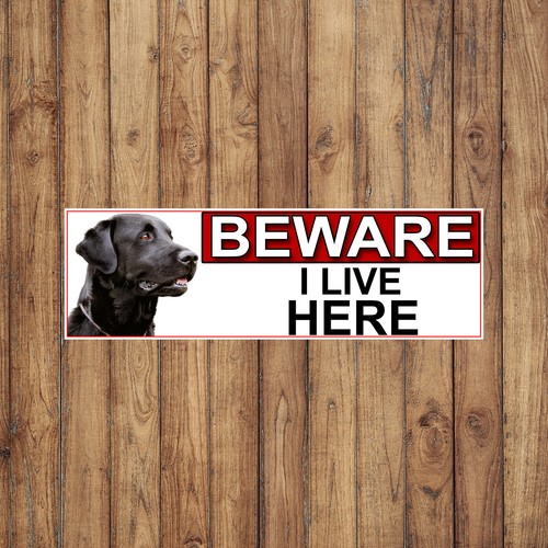 Black labrador beware live - black,