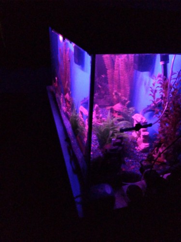 Fish tank - fish,