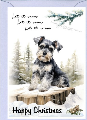 Miniature schnauzer dog - miniature,