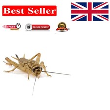 Appetite Stimulating Silent