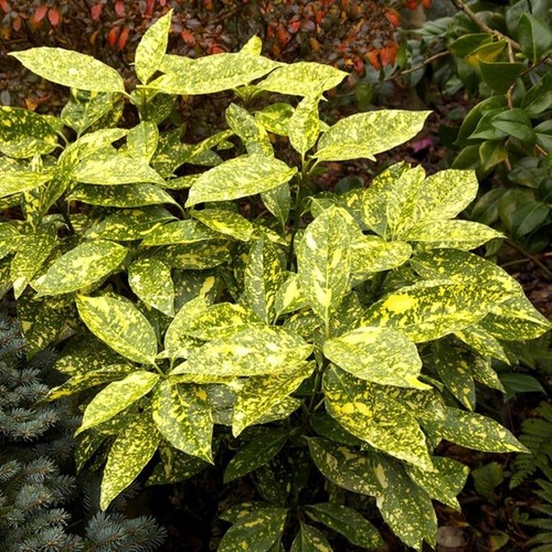 Aucuba japonica crotonifolia - crotonifolia,