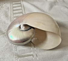 Vintage Pearlized Chambered