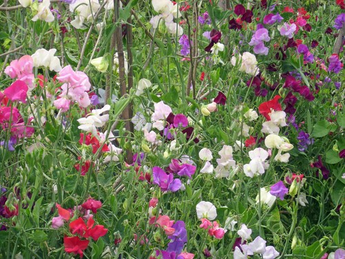 Sweet pea mammoth mix - sweet,