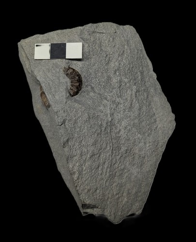 Unprepared asteroceras - unprepared,