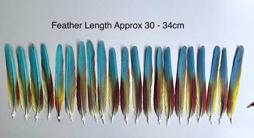 Parrot macaw feather crafts - macaw,