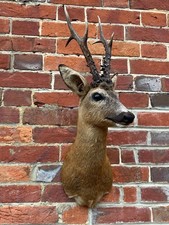 Brand New Real Large Roe Buck