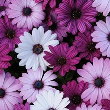 Osteospermum berries cream - &,