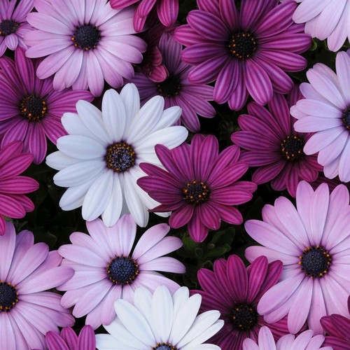 Osteospermum berries cream - osteospermum,