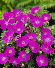 Geranium Sanguineum Vision