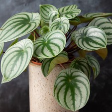 Peperomia Argyreia -