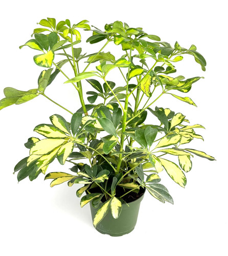 Gold umbrella tree schefflera - gold,