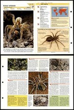 Wolf Spider #25 Insects