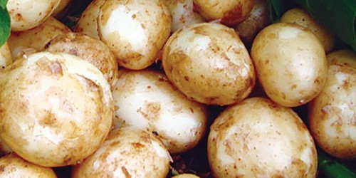 Bambino seed potatoes - , 2nd