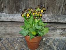 AURICULA GOLD LACE PLANT
