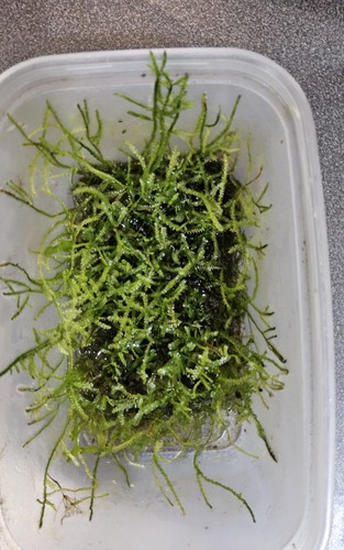 Java moss live aquarium plant - moss,