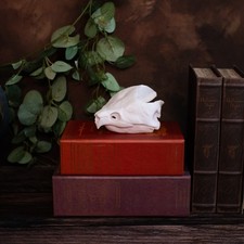 Alligator snapping turtle 16cm