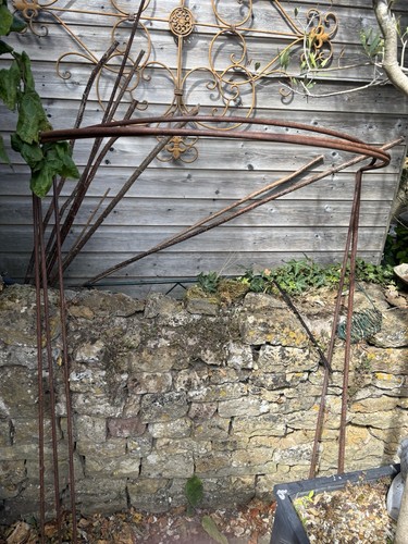 Leander rose and plant - rose,