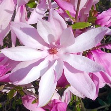 Magnolia Betty Deciduous Hardy Garden Shrub Fuchsia Pink Flowers in Plant Pot