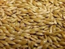 Plain canary seed complete - seed, (complete