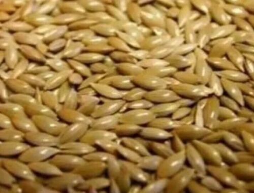 Plain canary seed complete - ,